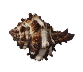 sea shell holiday travel