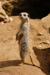 Fototapeta premium Meerkat lookout