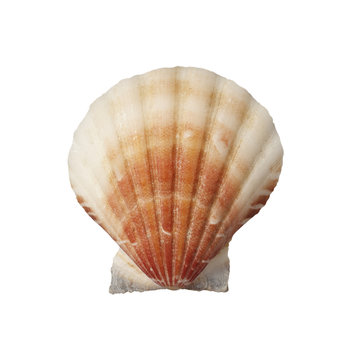 sea shell holiday travel