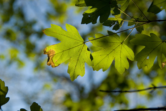 Blätter, Baum, Wald