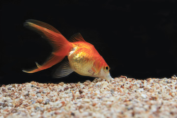 Obraz premium 金魚