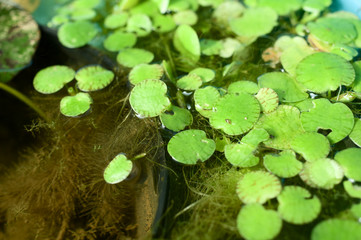 池の浮き草