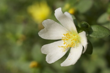 白いハナスベリヒユの花