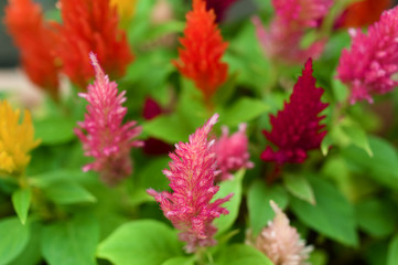 カラフルなケイトウの花