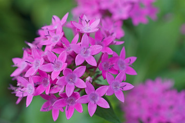 ピンクのペンタスの花