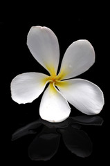 Macro image of frangipani
