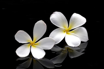 Pair of frangipani with reflection