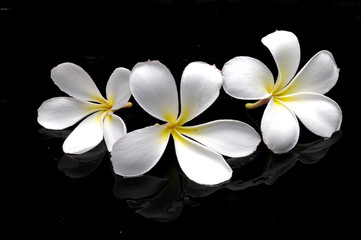 frangipanis flowers