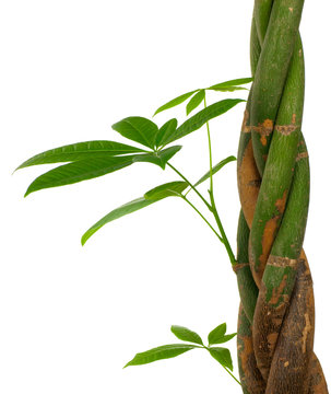 image d'une plante verte, calme, sérénité et relaxation