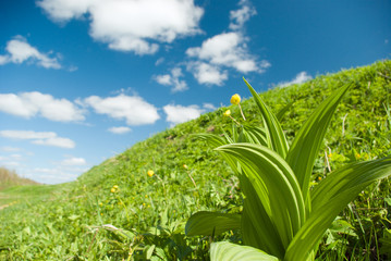 Beautiful Green Meadow with white clouds