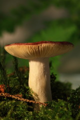Täubling