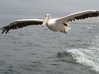 Fototapeta na wymiar Fliegender Pelikan