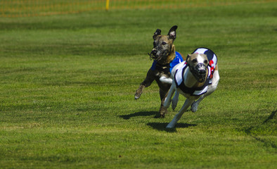 Course de levriers 3