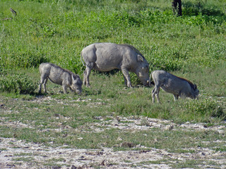 Warzenschweinfamilie