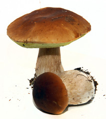 Porcini mushroom (Boletus edulis) aka bolete or penny bun isolat