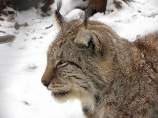 Fototapeta premium Luchs im Schnee