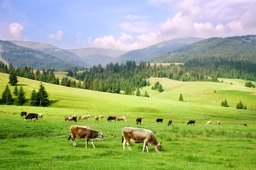 Acrylic prints Cow Carpathian Mountains