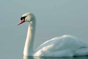 Beautiful swan on a lake in the light of the rising sun