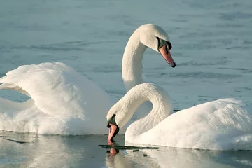 Foto op Plexiglas Romantic couple of swans on the lake at sunrise © Aniszewski