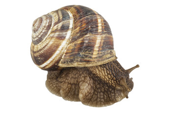 Lumaca 1 10 09