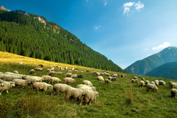 Fototapeta premium Sheep farm in the mountains
