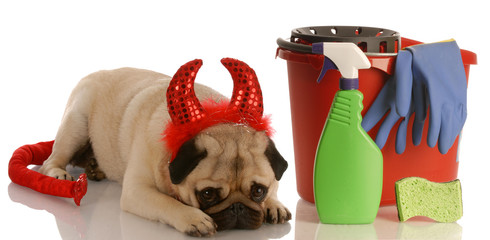 bad dog - pug dressed as devil beside cleaning supplies