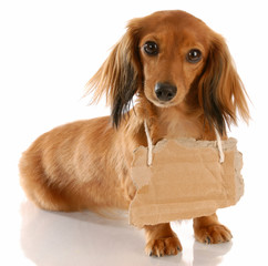 miniature dachshund wearing cardboard sign around neck