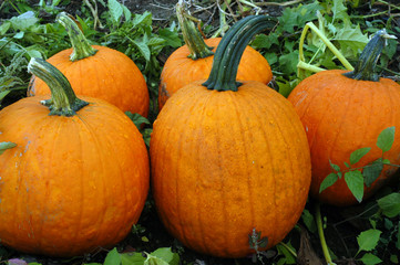 Oval pumpkins
