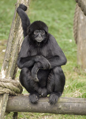 Agile Gibbon, małpa