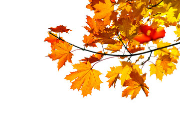 Maple branch with fall leaves Isolated on white