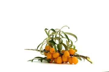 Sea-buckthorn