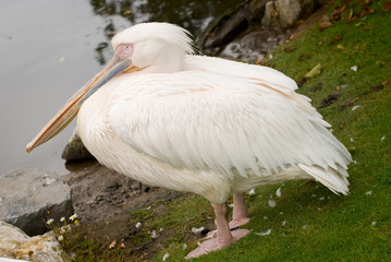 Great White Pelican - obrazy, fototapety, plakaty