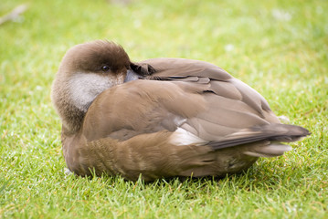 Sleeping duck © Grzegorz Szegda