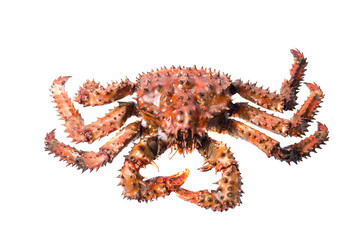 King crab