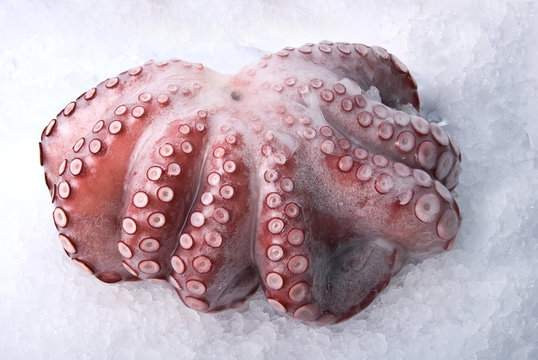 octopus