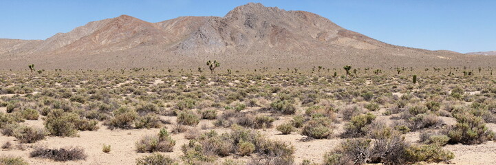 desert vegetation in the death valley
