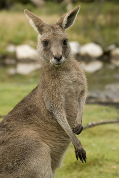 Bennett&rsquo;s Wallaby, Kangur