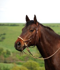 Quarter Horse Portrait