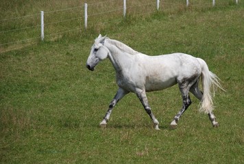 Obraz premium Lettisches Warmblut