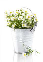 White flowers in a pot