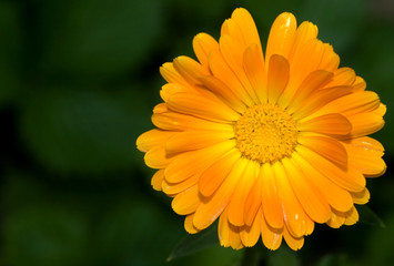 picture of a beautiful yellow gerbera