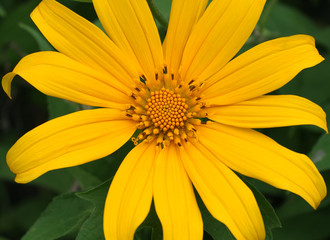 fleur jaune de tithonia diversifolia