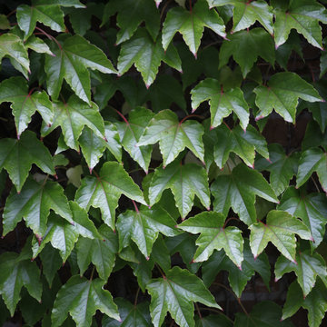 Grüne Efeublätter - Green ivy leaves