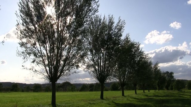Sommerallee