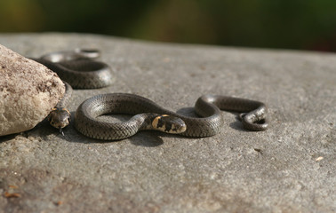 2 Ringelnattern