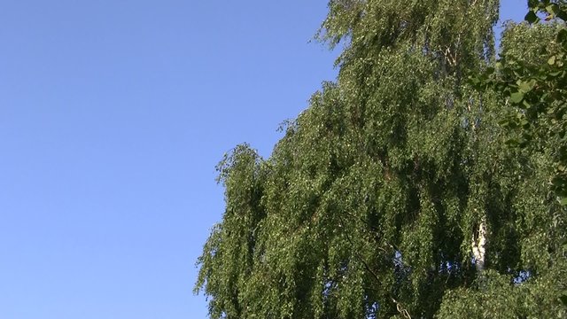 Windboe
