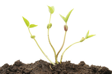 Plant shoots