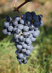 Burgundertrauben