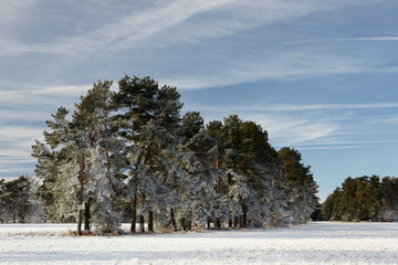 Fototapeta Baumreihe im Schnee obraz