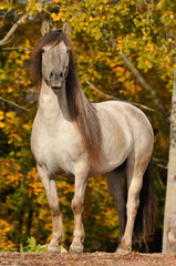 Obraz na płótnie Canvas The gray Yakut horse portrait in autumn